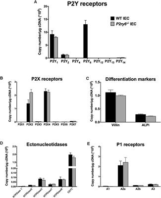 P2Y6 Receptors Regulate CXCL10 Expression and Secretion in Mouse Intestinal Epithelial Cells
